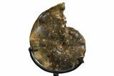 Cretaceous Ammonite (Mammites) Fossil with Metal Stand - Morocco #164219-3